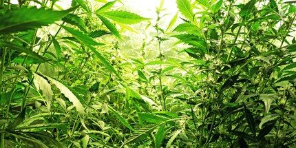 Cannabis of the type Mota CBD Rich Auto.