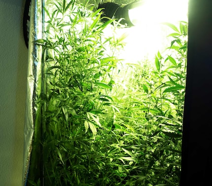 Today’s peak inside the tent.