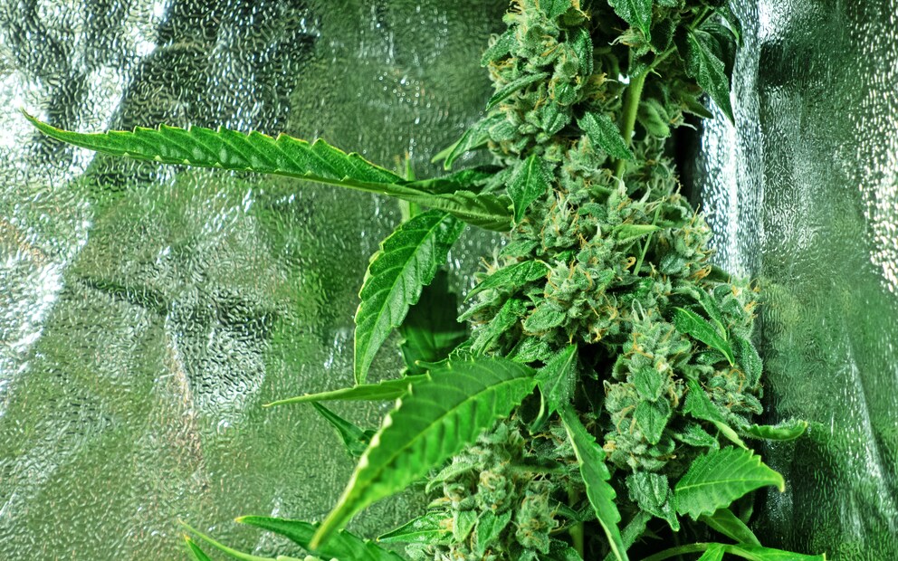 This big bud is seven centimetres in diameter and belongs to plant No. 1.