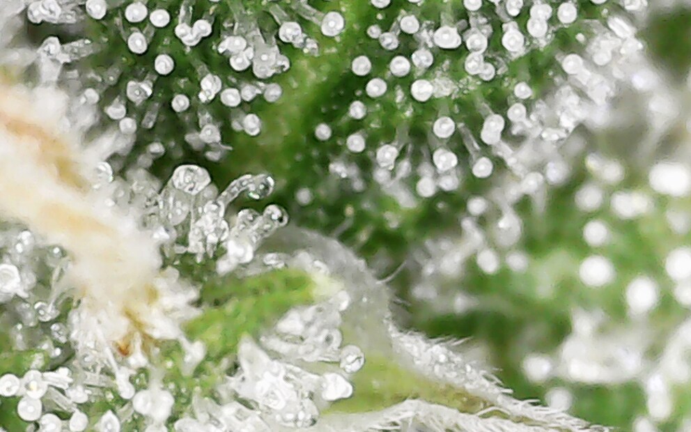 The bud magnified 80 times.
