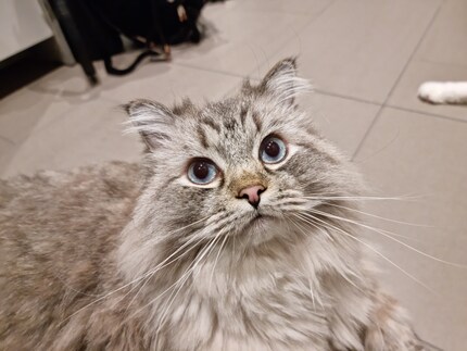 My cat in 108 megapixels.
