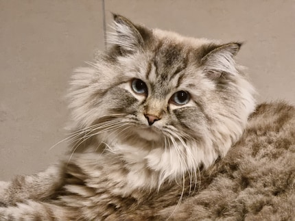 Fellow cat at 10x zoom.