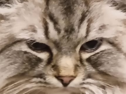 Fellow cat at 30x zoom.