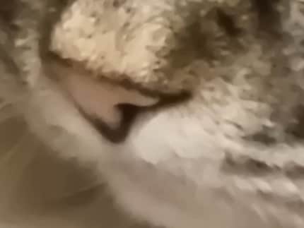 Fellow cat at 100x zoom.