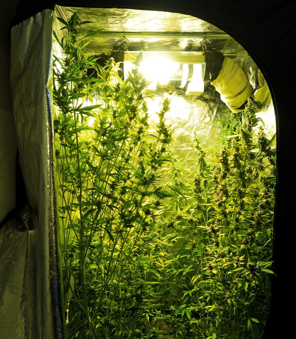 Day 97: frontal view of the tent.