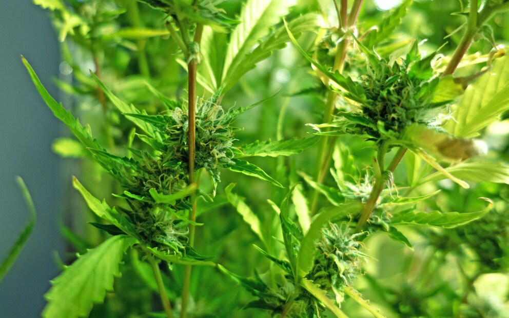 The buds on plant No. 2.