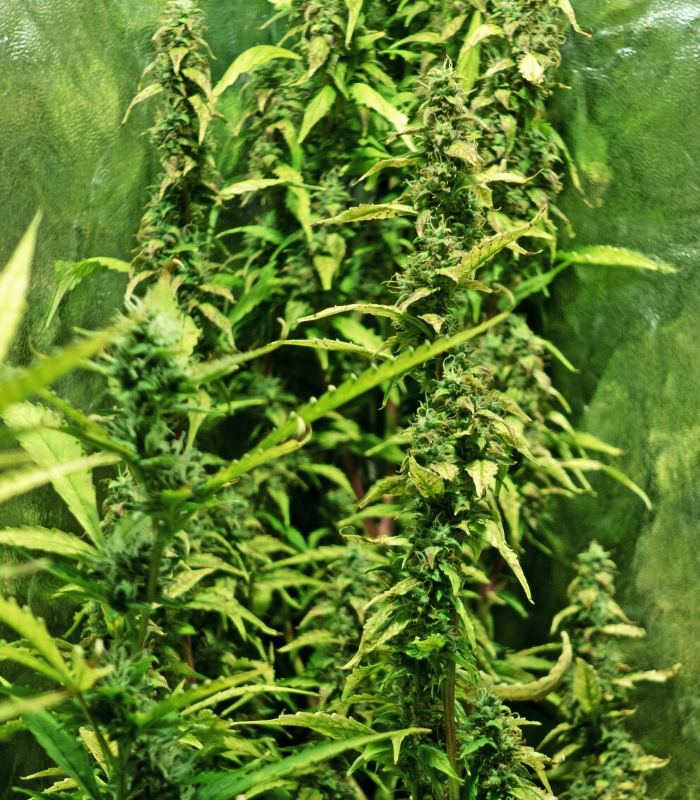 Number 5 was the biggest and most beautiful in the growing season, now the plant’s been struggling with yellow leaves for three weeks.