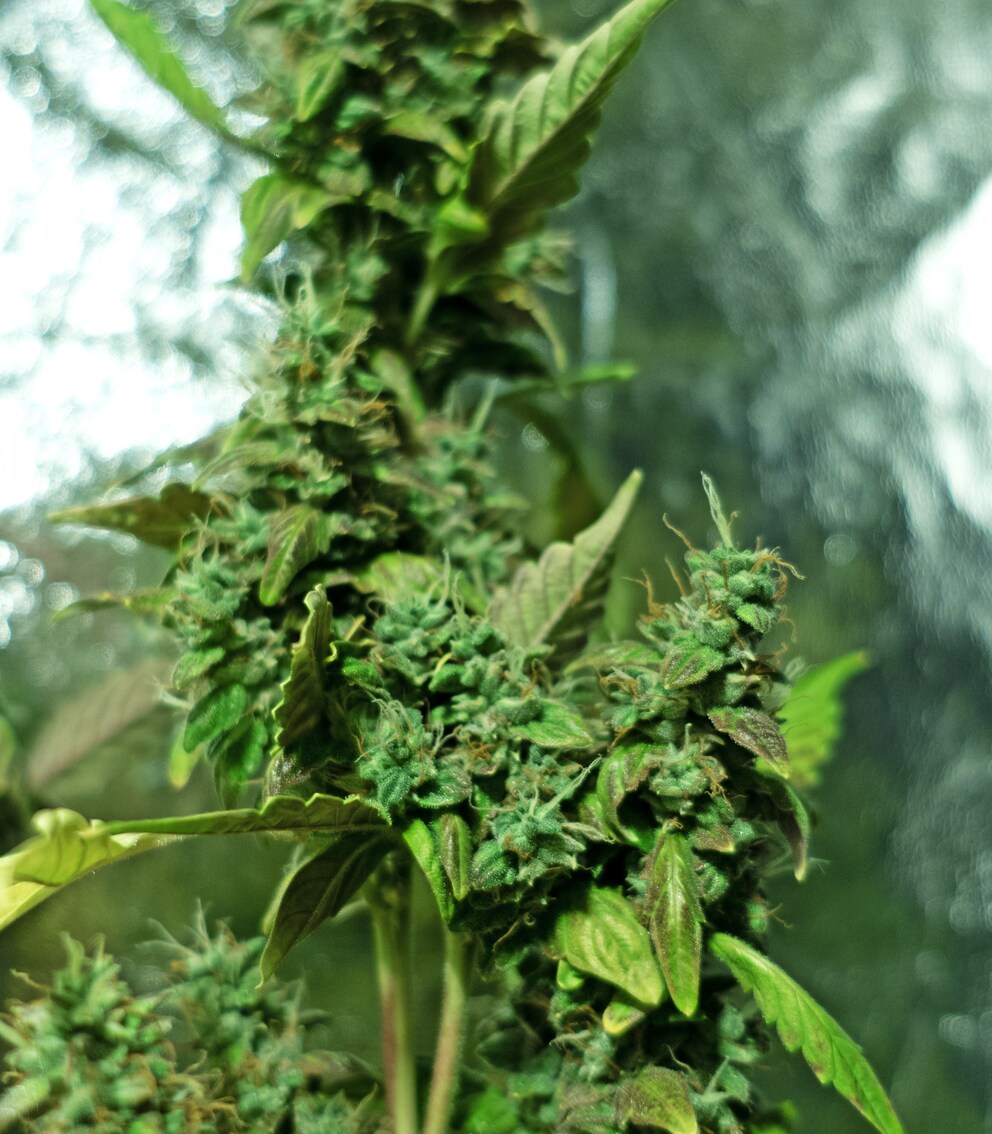 A bud on No. 3.