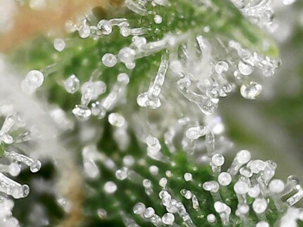 Milchige Trichome sind das Endziel.