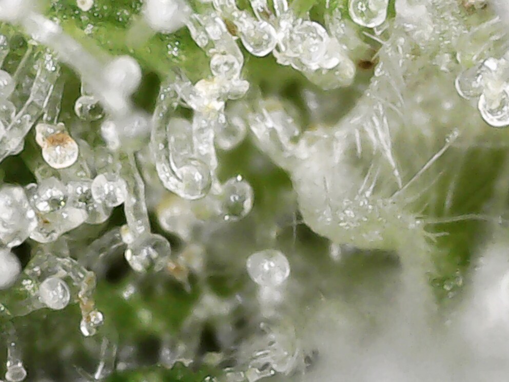 The darkening trichome on the left side is wilting.