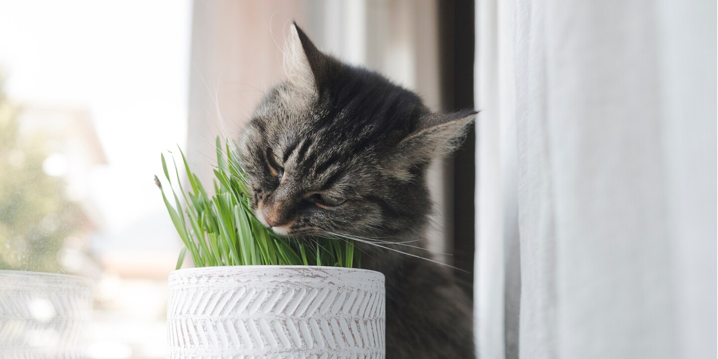 Warum Katzen so verrückt nach Katzenminze sind