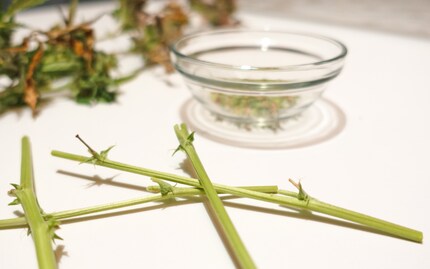 Alcuni di questi nodi di resina sono già essiccati per la raccolta e pronti per la degustazione