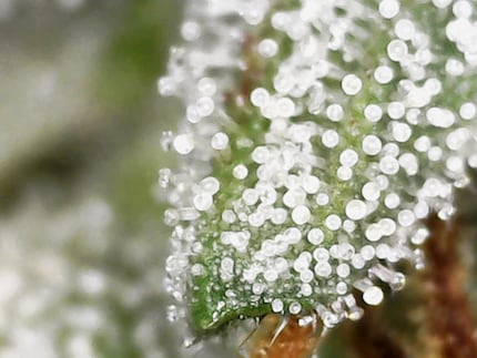 I fiori delle quattro femmine presentano una maggioranza di tricomi lattiginosi dopo 103 giorni.