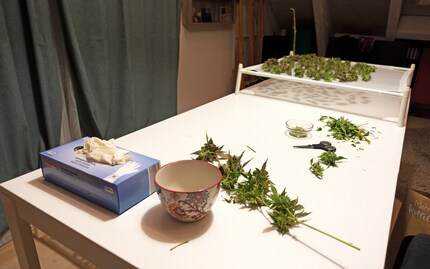 Guanti, forbici, vassoio di asciugatura e due buste accanto alla mia sedia. Le foglie per la raccolta dei rifiuti verdi vanno in una busta, tutti i rami nell’altra. Da qui si potrebbe ricavare hashish (CBD) con un Honey Bee Extractor.