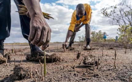Saplings are being planted in Mozambique. (Copyright: Eden Reforestation Projects)