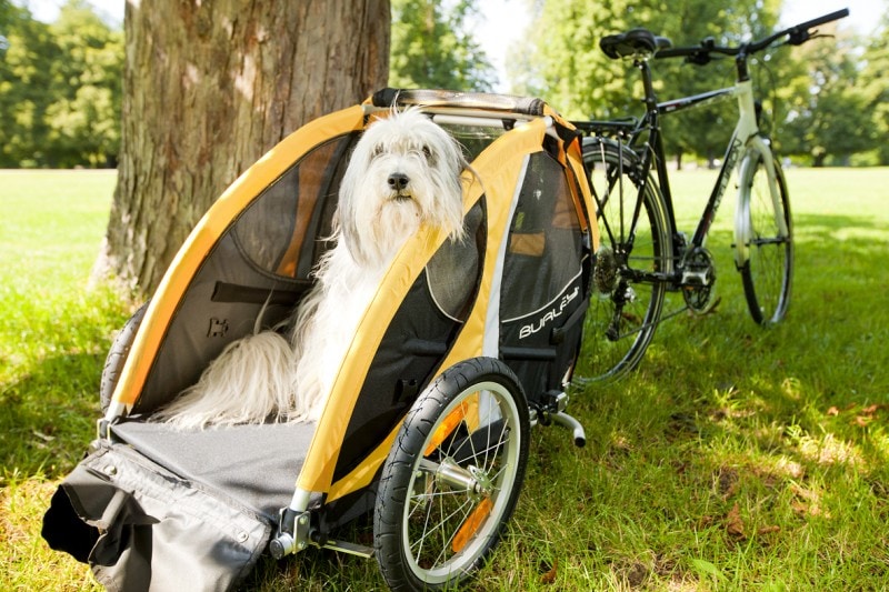 Burley pet sale trailer