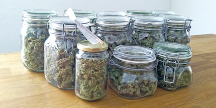 Si vous voulez remplir vos bocaux d’herbe, la culture maison est la méthode la plus économique. Ces bocaux contiennent 462 grammes de marijuana.