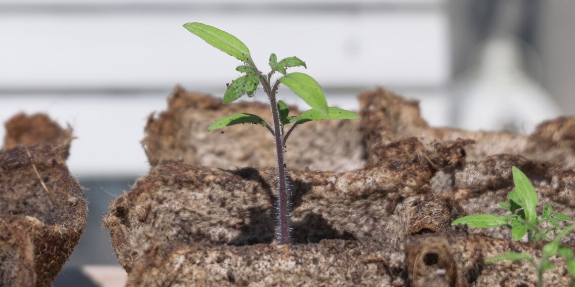 Gartenarbeit: Stelle jetzt die Weichen für den Sommer