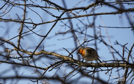 Einmal erkannt, behält die Kamera den Vogel auch hinter Zweigen im Fokus
