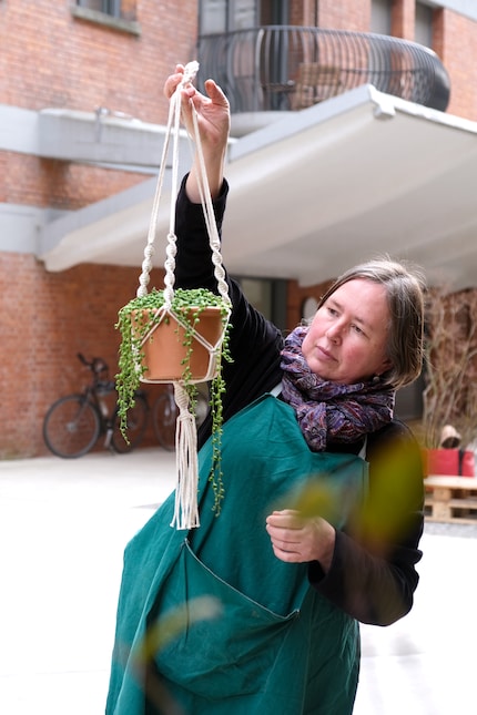 Les plantes collier de perles s'épanouissent en étant suspendues.
