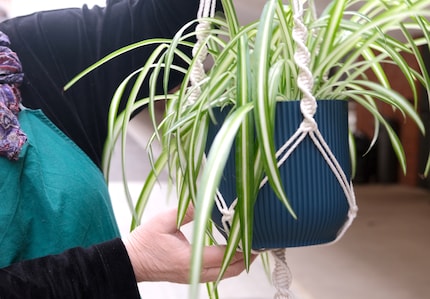 Le lierre (Epipremnum pinnatum) offre de l'intimité grâce à sa densité.
