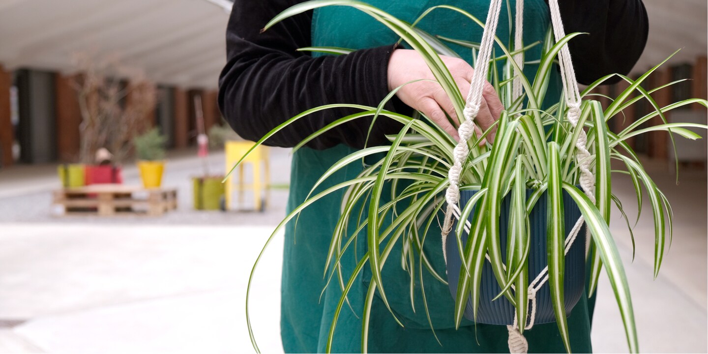 Des plantes en guise de rideau