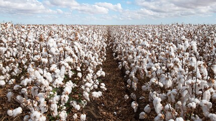 Cotton plants just before harvest.