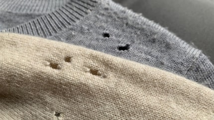 Sorgen für ein böses Erwachen nach dem Sommerschlaf: Mottenlöcher in deinen Lieblingspullis.