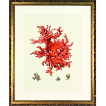 G&C Gallery Coral (40 x 50 cm)