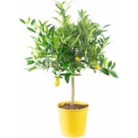 Flowerbox Lemon tree - height ca. 60 cm, pot-Ø 19 cm - Citrus Limon (40 cm)