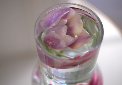 Plus vieilles sont les tulipes, mieux c’est.