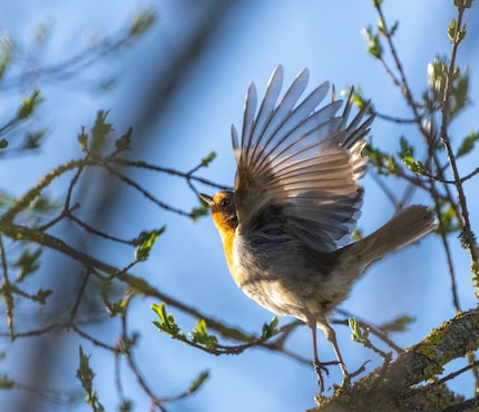 560mm, f/8, 1/8000 Sek., 6400 ISO