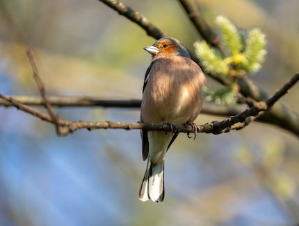 600 mm, f/6,3, 1/4000 Sek., 3200 ISO