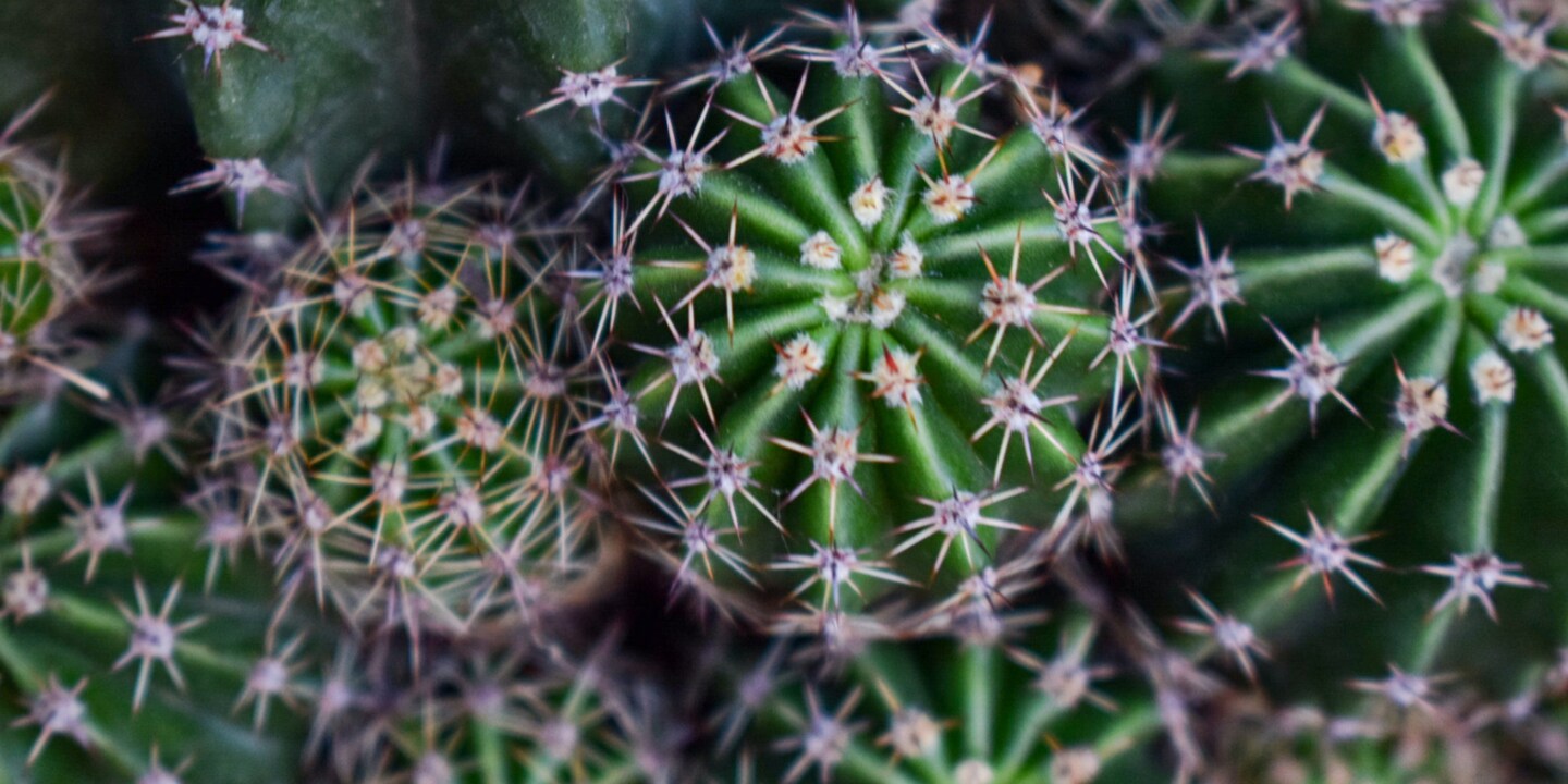 Cactus: guardare, ma non toccare