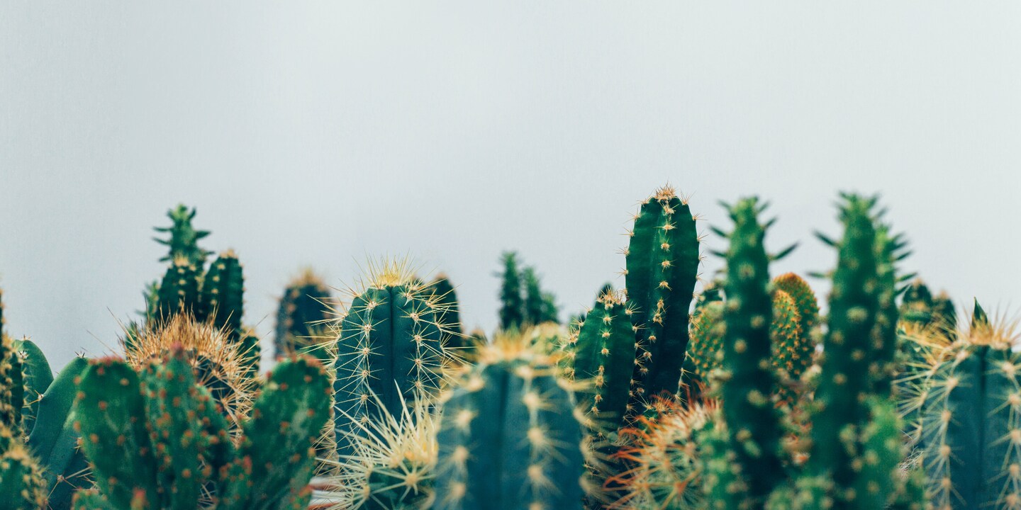 Cactus: guardare, ma non toccare