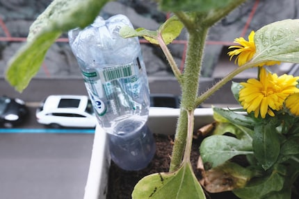 Die Flasche muss richtig fest in der Erde sitzen, sonst fällt sie raus und erschlägt beinahe jemanden. Ich spreche aus Erfahrung.