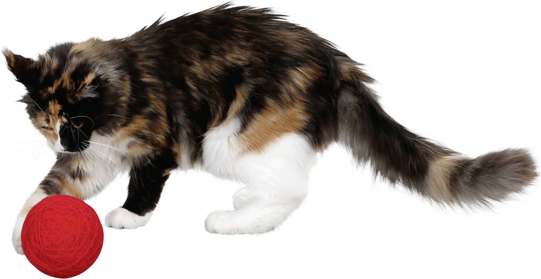 Meilleurs prix pour Kerbl Balle de jeu en laine pour chats (Balles), Jouets pour chat