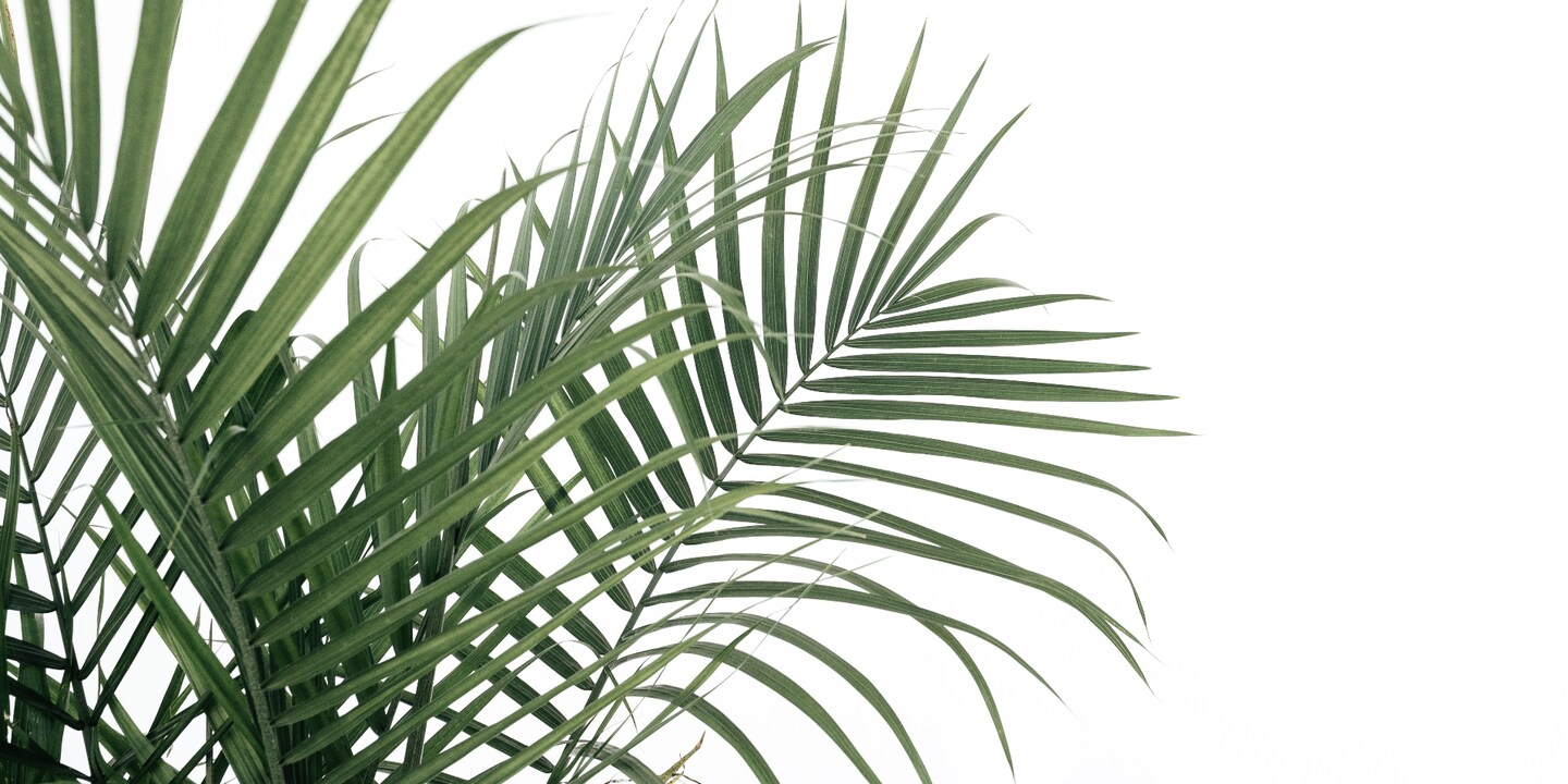 Piante d’appartamento facili da curare