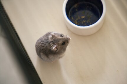 Willy mit 1600 ISO