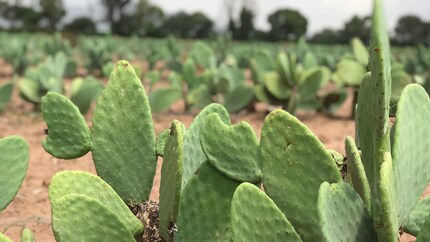 I germogli dei fichi d'India vengono trasformati in pelle di cactus vegana. Immagine: Clae