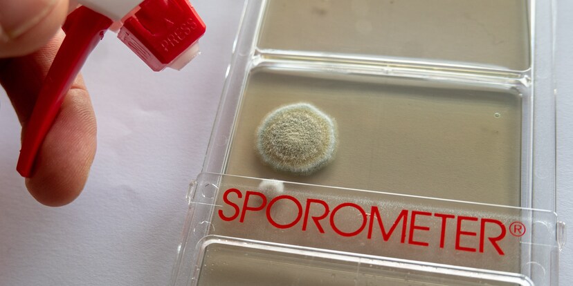 Schimmel im Schlafzimmer? Sporensuche mit Kommissar Mellerud