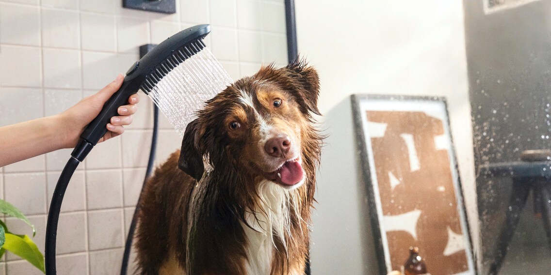 DogShower : un pommeau de douche bien-être pour votre chien