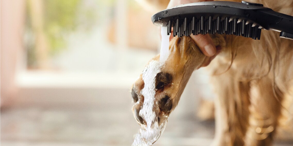 DogShower : un pommeau de douche bien-être pour votre chien