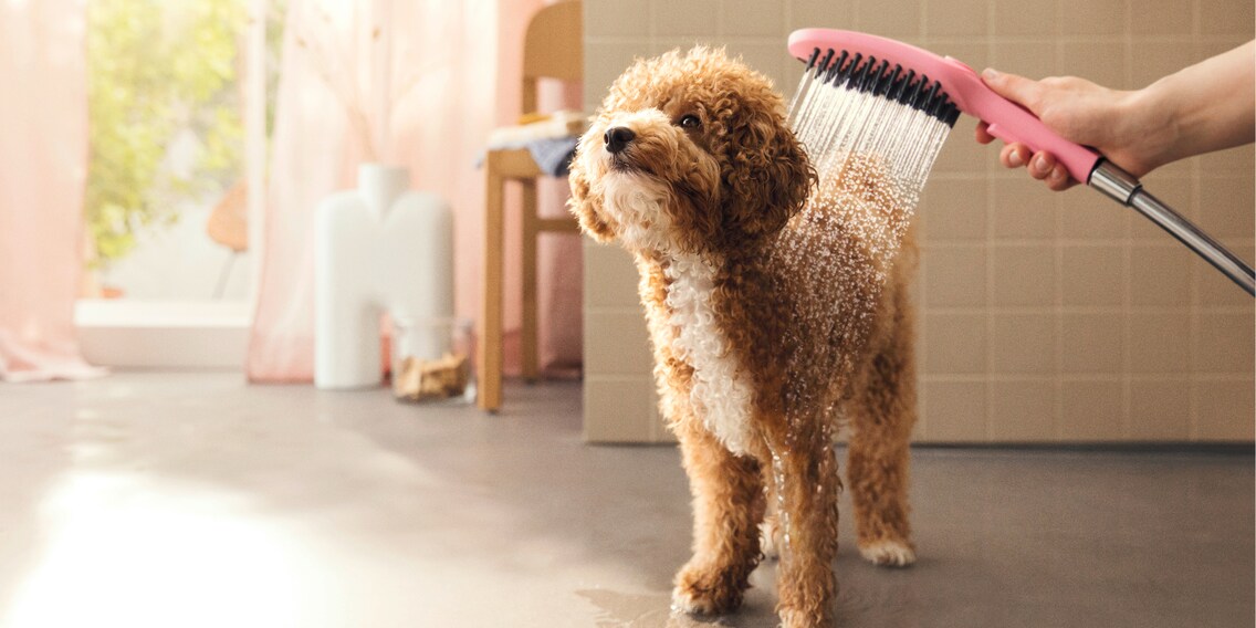 DogShower : un pommeau de douche bien-être pour votre chien