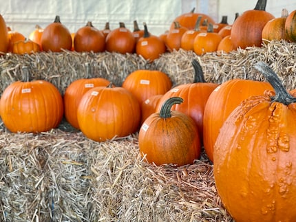 Der Klassiker: Der Halloween-Kürbis sieht gut aus und sein Fruchtfleisch ist essbar.