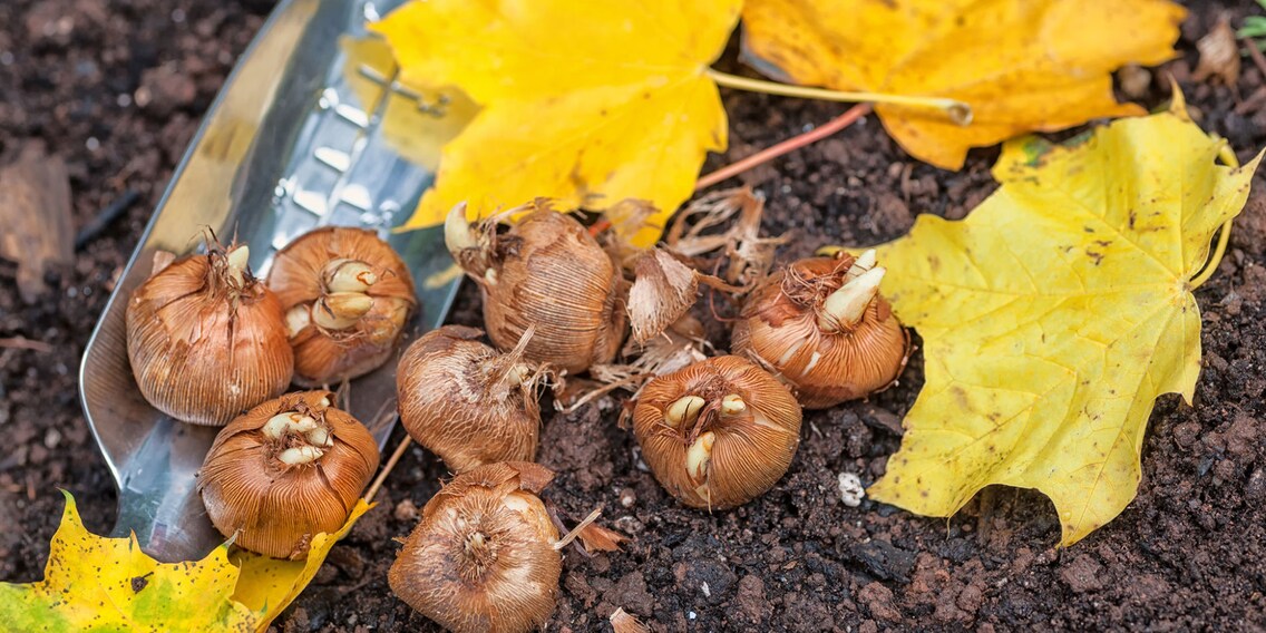 Pflanze im Herbst noch ein letztes Mal bevor die Kälte einzieht!