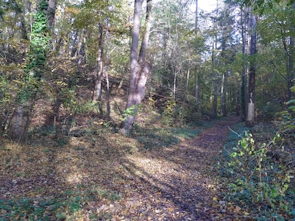 Fotografata con la modalità automatica, la foresta sembra molto più fredda che nella realtà.