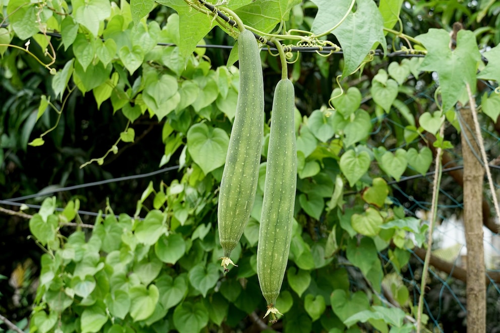 This is what sponge gourd looks like.