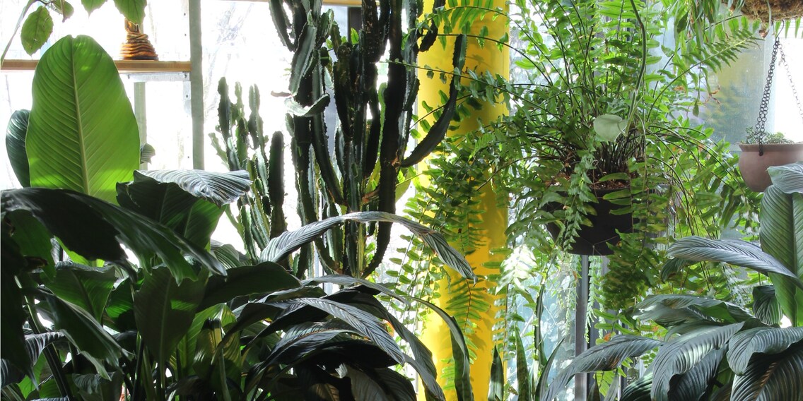Get the jungle in your own four walls for the start of spring