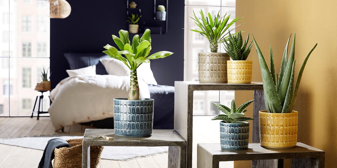 Get the jungle in your own four walls for the start of spring